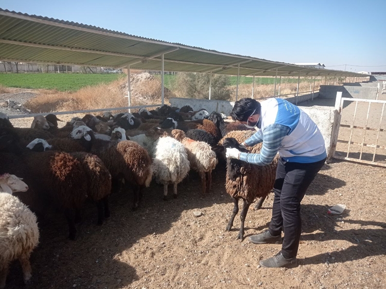 نظارت بهداشتی هدفمند کارشناسان شبکه دامپزشکی فریمان بر بازار دام شهرستان